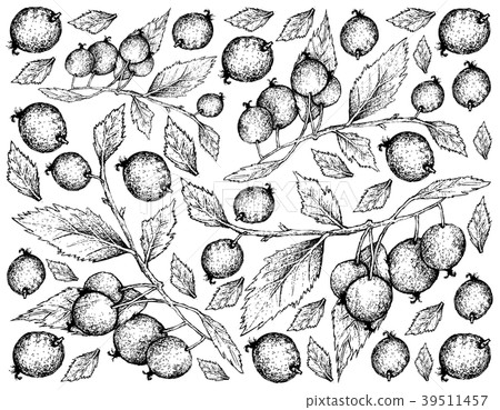 Background of European Nettle Tree Fruits 39511457