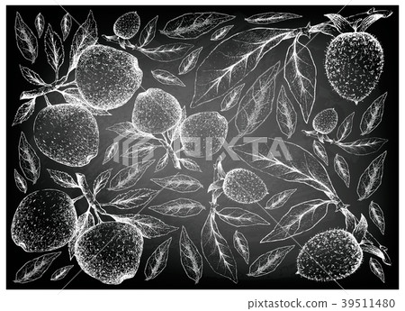 Apple Diospyros Rhombifolia Fruits on Chalkboard Apple Diospyros Rhombifolia Fruits on Chalkboard 39511480