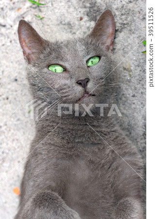 Green eye blue russian cat lies on the ground Green eye blue russian cat lies on the ground 39511526