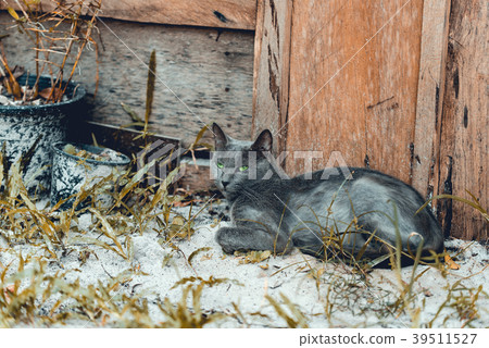 Green eye blue russian cat lies on the ground Green eye blue russian cat lies on the ground 39511527
