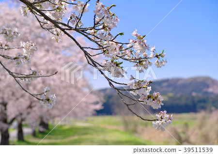 Cherry Blossom Branches Drooping Cherry Blossom Stock Photo