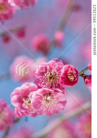 Plum blossom  39511623