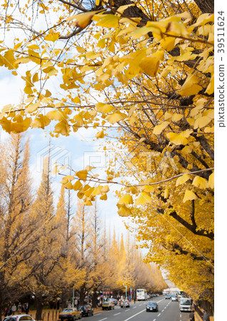 Gingko line tree at Jingu Gaien Gingko line tree at Jingu Gaien 39511624