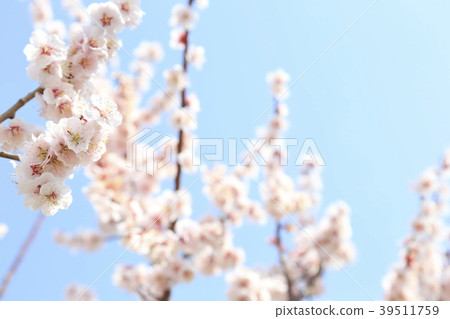 Scenery of Toda City, Saitama Prefecture: Doman Green Park Scenery of Toda City, Saitama Prefecture: Doman Green Park 39511759