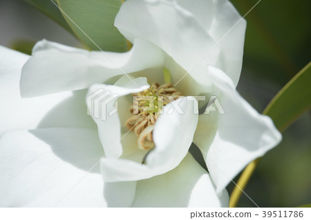 Blooming white flower 39511786