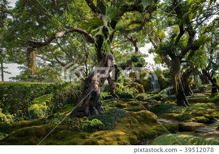Green rainforest with old tree in thailand Green rainforest with old tree in thailand 39512078