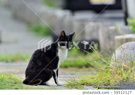 Miyakojima / farm cat 39512127