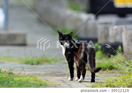 Miyakojima / farm cat 39512129