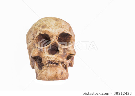 skull in white background skull in white background 39512423