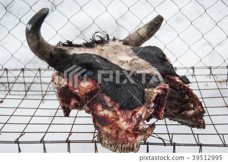 Head of a dead cow with horns. Head of a dead cow with horns. 39512995