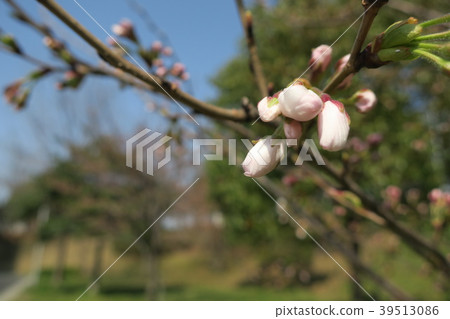 一個萌芽 39513086