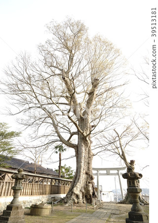 Wakamiya Hachimangu 39513181