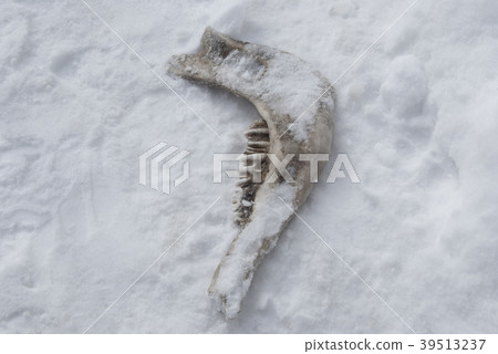 The old lower dry jaw of a cow lies on the snow. The old lower dry jaw of a cow lies on the snow. 39513237