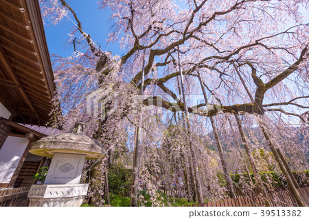 Jiyunji寺的Itzakura 39513382
