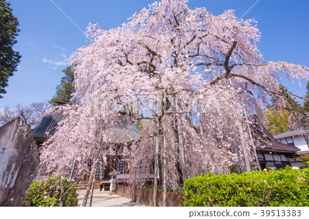 Itzakura of Jiyunji Temple Itzakura of Jiyunji Temple 39513383