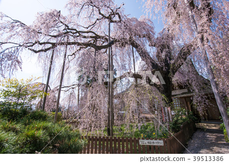 Jiyunji寺的Itzakura Jiyunji寺的Itzakura 39513386