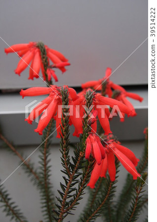 Heliconia Fire Bird Heliconia Fire Bird 39514222