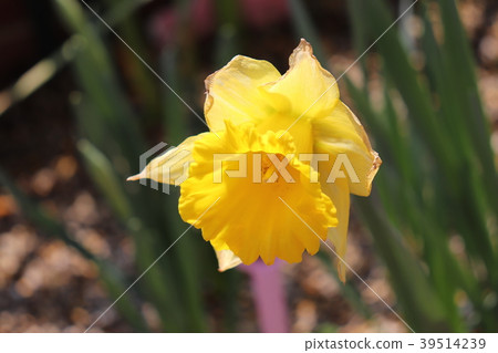 Narcissus Narcissus 39514239