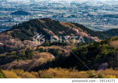 太和齋櫻花 39514271