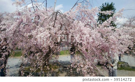“京都櫻花” 39514272