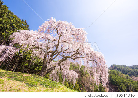 Otomefuda的蕨類植物 Otomefuda的蕨類植物 39514310