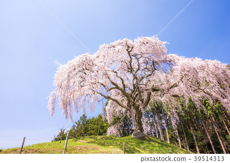 Otomefuda的蕨類植物 Otomefuda的蕨類植物 39514313