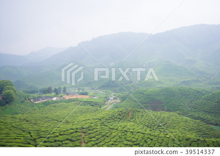 Cameron Highland Tea Plantation 39514337