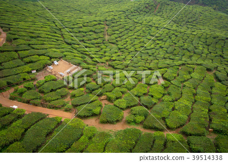Cameron Highland Tea Plantation 39514338