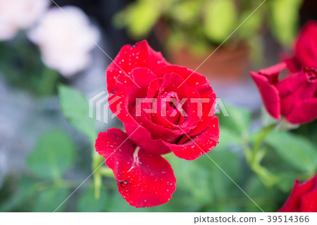 rose 39514366