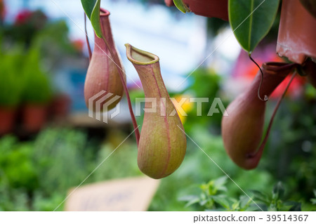Tropical pitcher plants in the garden 39514367
