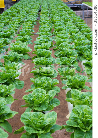 Hydroponic butterhead lettuce growing in greenhous 39514380