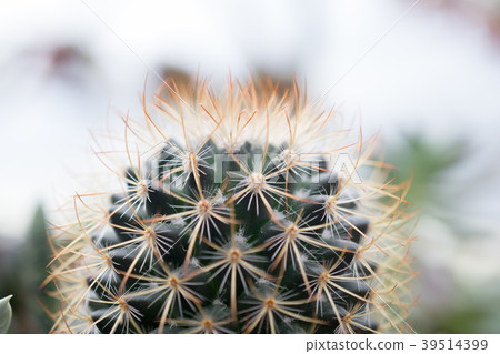 varies cactus plant in the farm 39514399