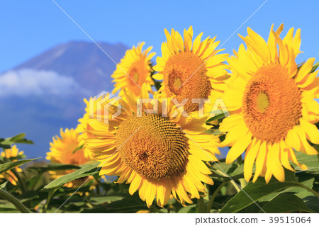 Superb view (Yamanashi Prefecture, Flower City, Autumn) Superb view (Yamanashi Prefecture, Flower City, Autumn) 39515064