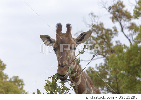 Omuta City Zoo Giraffe, Omuta City Zoo Giraffe, 39515293
