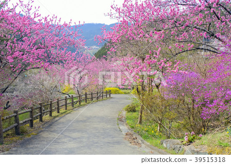 Hanatomagaku Yamato Hanatomagaku Yamato 39515318