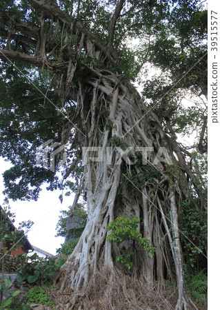 Yakushima Intermediate Banyan Tree Yakushima Intermediate Banyan Tree 39515577