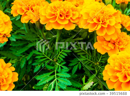 The marigolds field, vivid orange color flower The marigolds field, vivid orange color flower 39515688