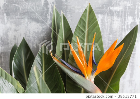 Still life with an orange flower of Strelitzia 39515771