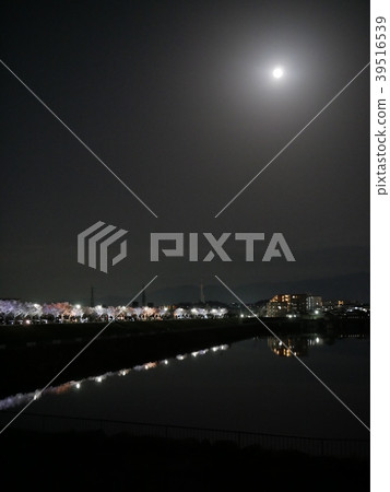 Full bloom night cherry blossoms and hare moonlight night 39516539
