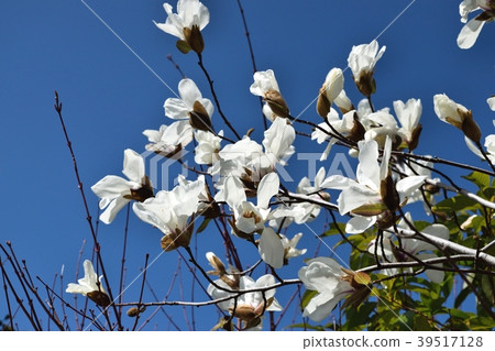 Kobushi flower 39517128