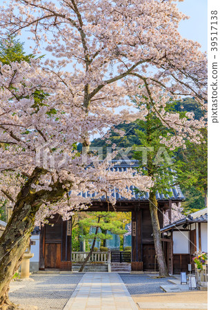 京都春天清水寺北Somon 京都春天清水寺北Somon 39517138