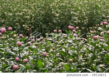 cultivation, manufacture, production 39518631