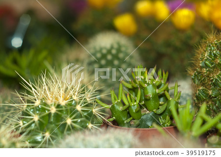Cylindropuntia among a variety of cactus Cylindropuntia among a variety of cactus 39519175