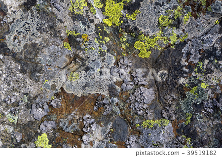 background, texture: surface of a granite boulder background, texture: surface of a granite boulder 39519182