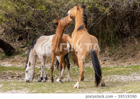 Pair of Wild Horses Fighting 39519390