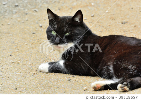 Miyakojima / cat in the sun 39519657