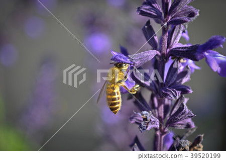 Honeybee-Honeybee 39520199