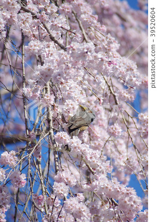 Cherry blossoms and hummingbirds Cherry blossoms and hummingbirds 39520604