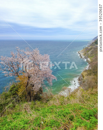 Cherry blossoms that bloom to parents' ignorance (vertical) 39520687