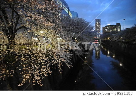 A row of cherry blossom trees and trees in Nakameguro 64 Meguro River in March 39521193